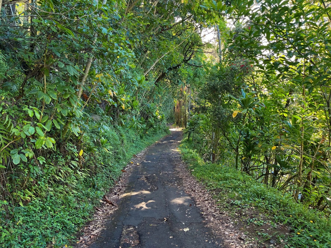 Narrow dirt path surrounded by dense green foliage and trees.