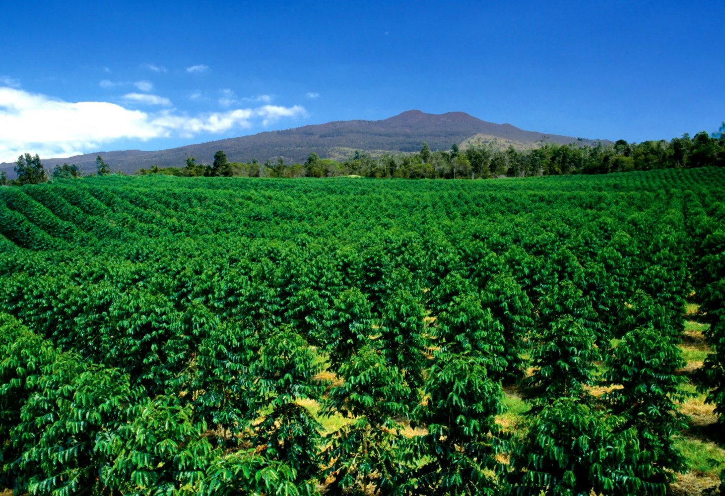 Lush green coffee plantation with mountain and blue sky in the background.