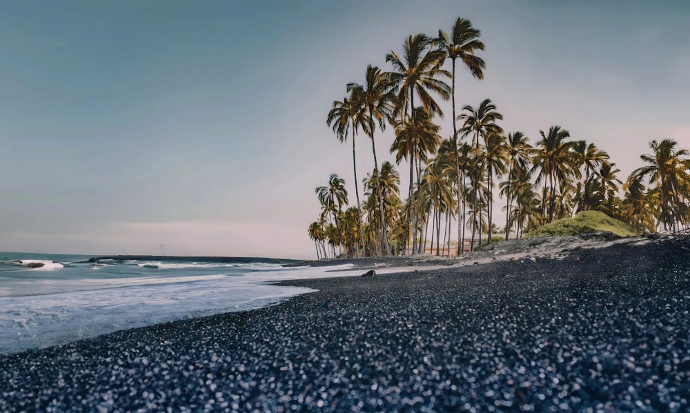 Black sand beach with palm trees under a clear sky.