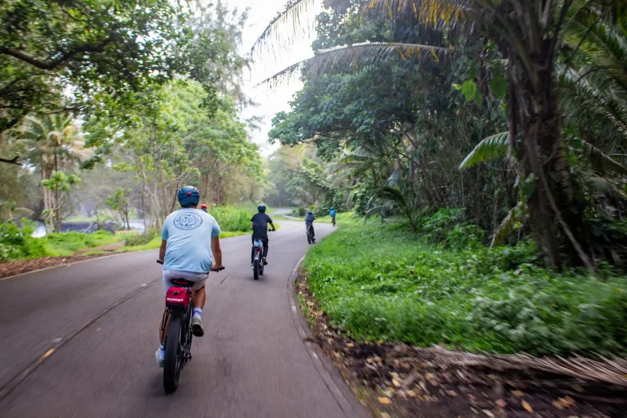 Four people riding bicycles on a tree-lined road in a lush green area.