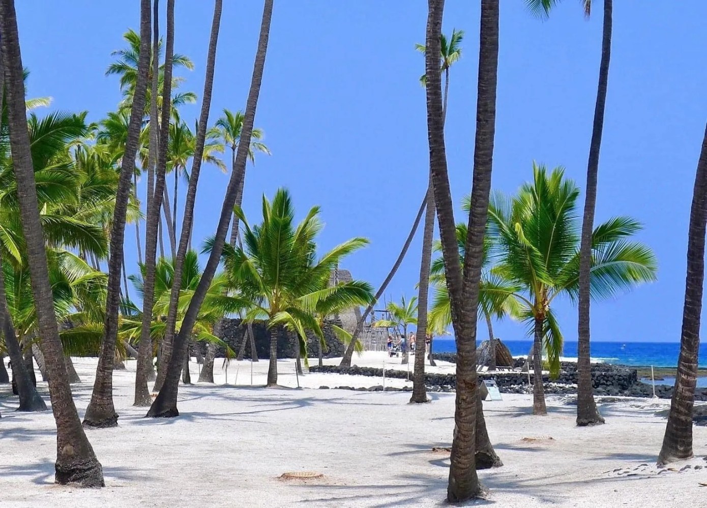 Palm trees on a sandy beach with blue ocean and sky in the background.