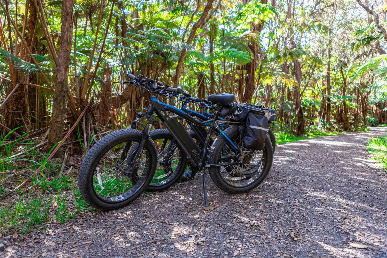 Two bicycles with thick tires parked on a forest trail surrounded by lush green trees.