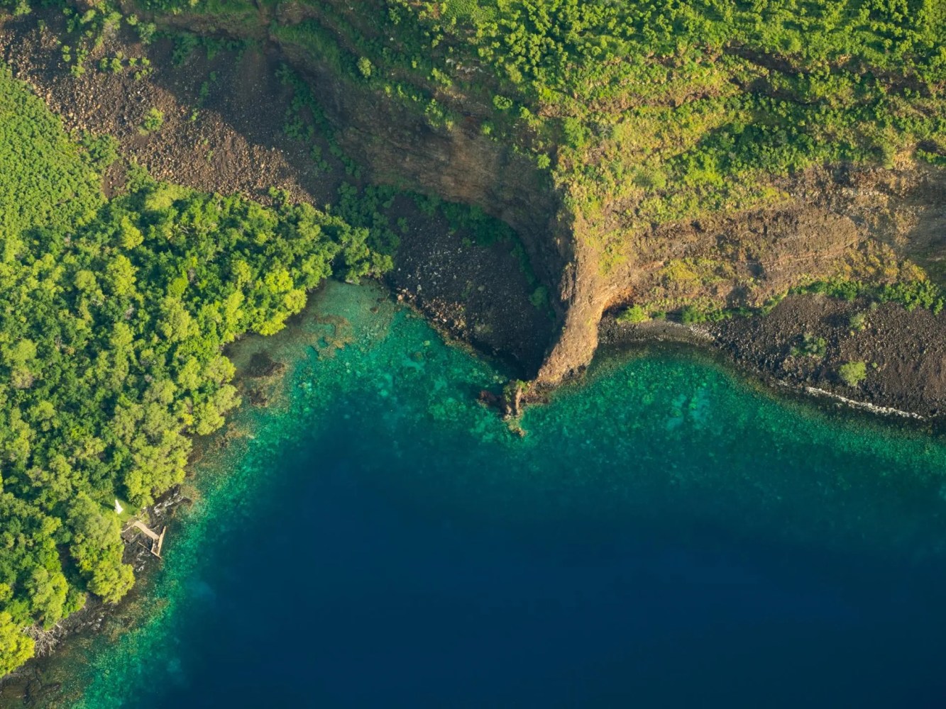 Aerial view of lush green forest meeting clear turquoise sea.