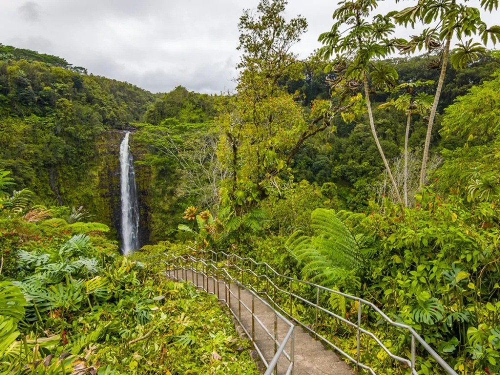 Lush green forest with a tall waterfall and a path in the foreground.